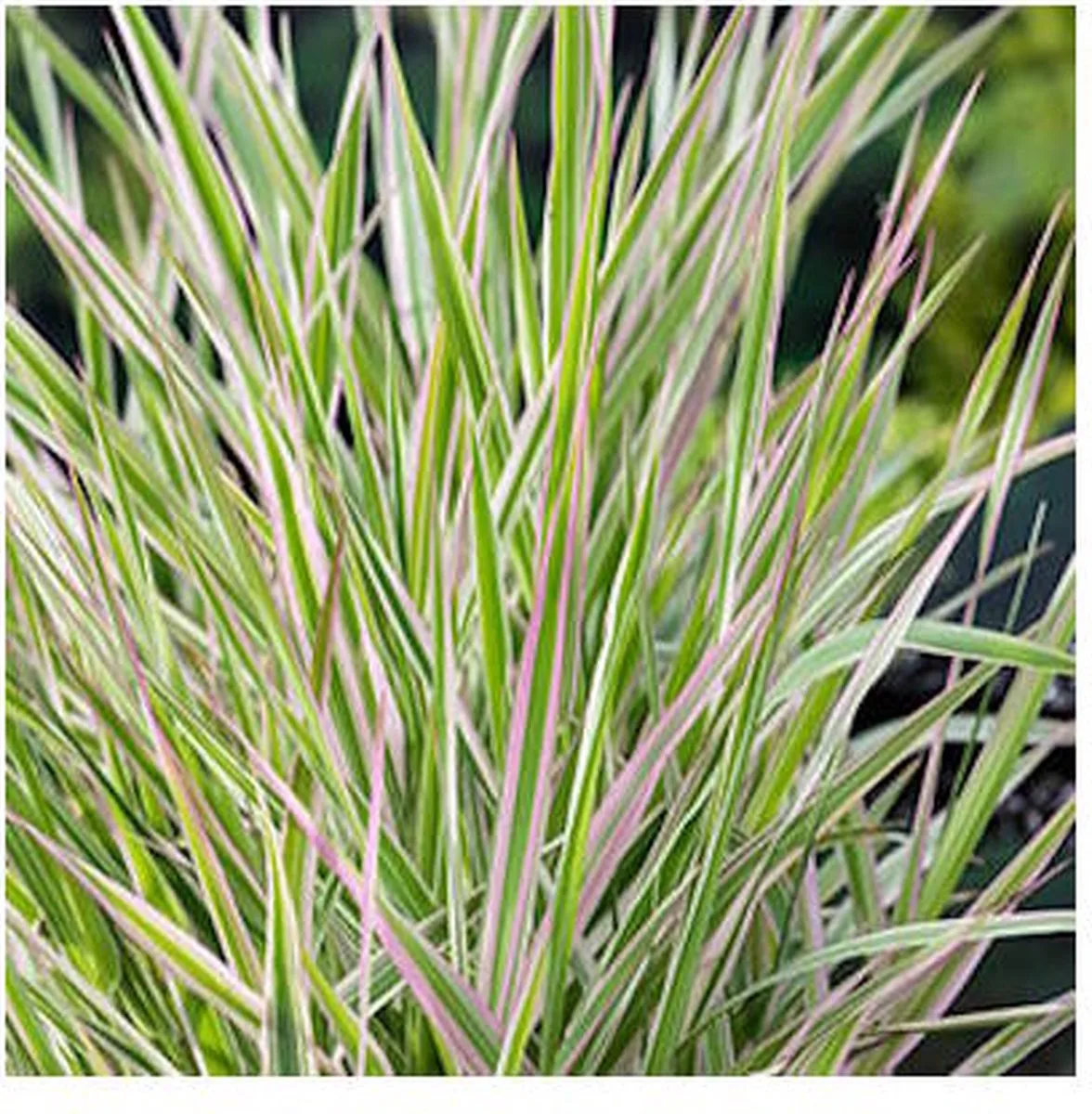 Phalaris Arundinacea Picta | Bont Rietgras | In 9CM pot by Moerings in Green – product photo