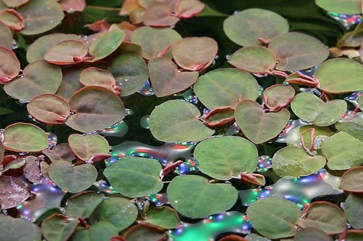 Phillanthus | Fluitans | Op Schaal 200cc de Moerings en Vert – photo produit