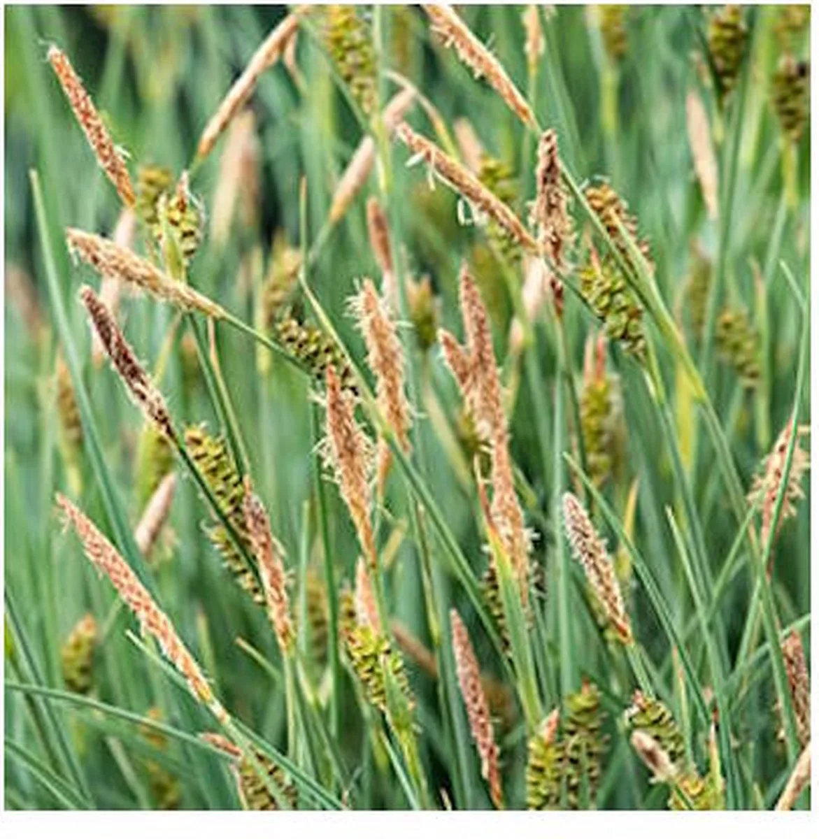 Phragmites Australis | Riet | In 18CM Mand Kant en Klaar de Moerings en Vert – photo produit