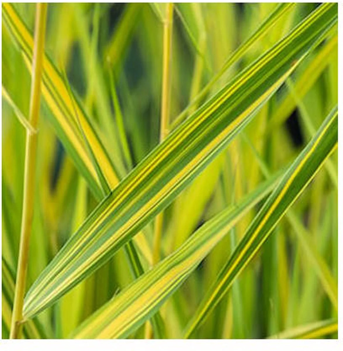 Phragmites Australis Variegata | Bont Riet | In 9CM pot by Moerings in Yellow – product photo