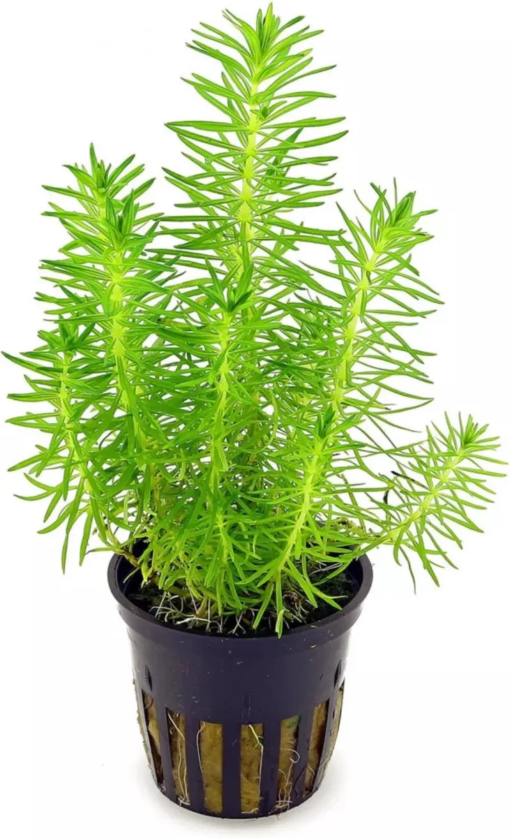 Pogostemon Erectus in 5 cm pot van Moerings in Groen – productfoto