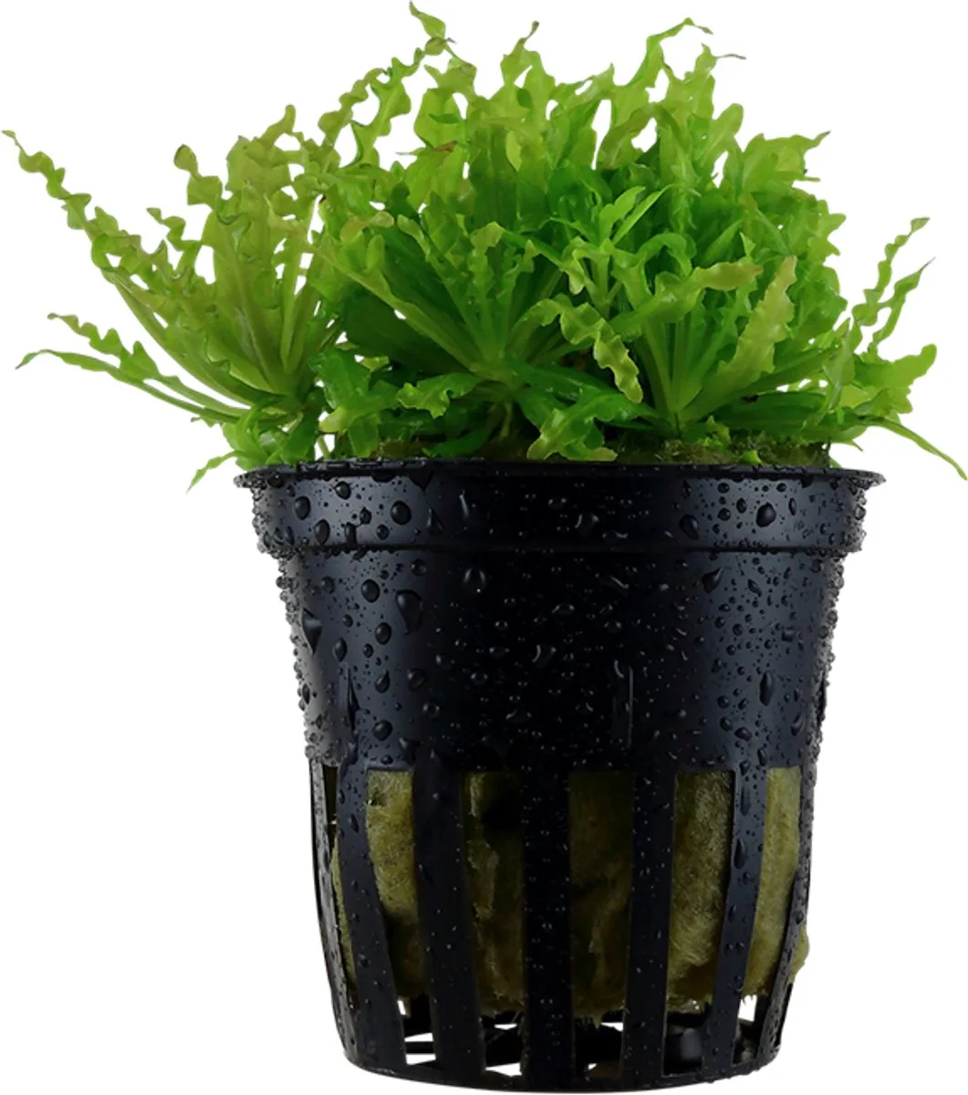 Pogostemon Helferi | Thai waterkastanje | in 5 cm pot från Moerings i Grön – produktbild