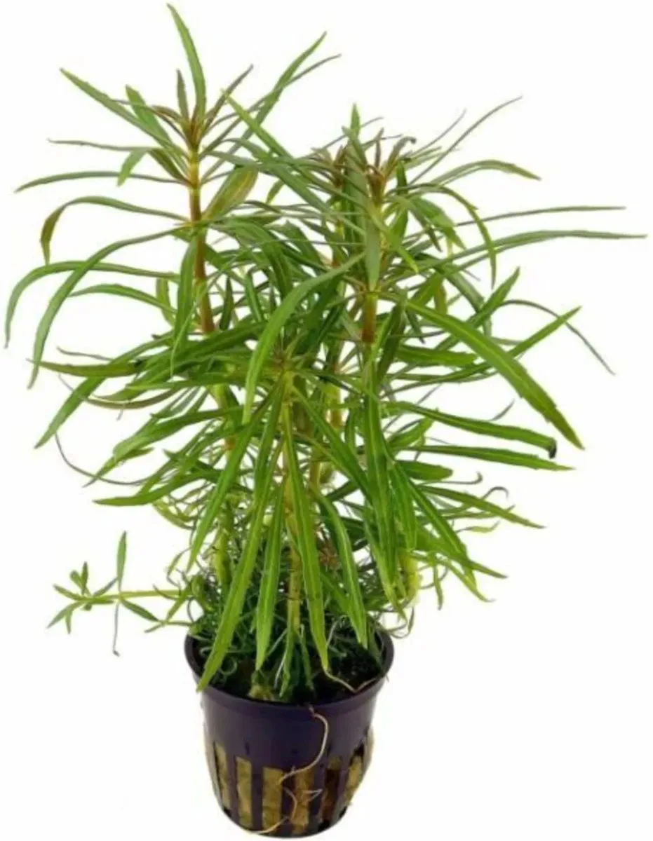 Pogostemon Octopus in 5 cm pot från Moerings i Grön – produktbild
