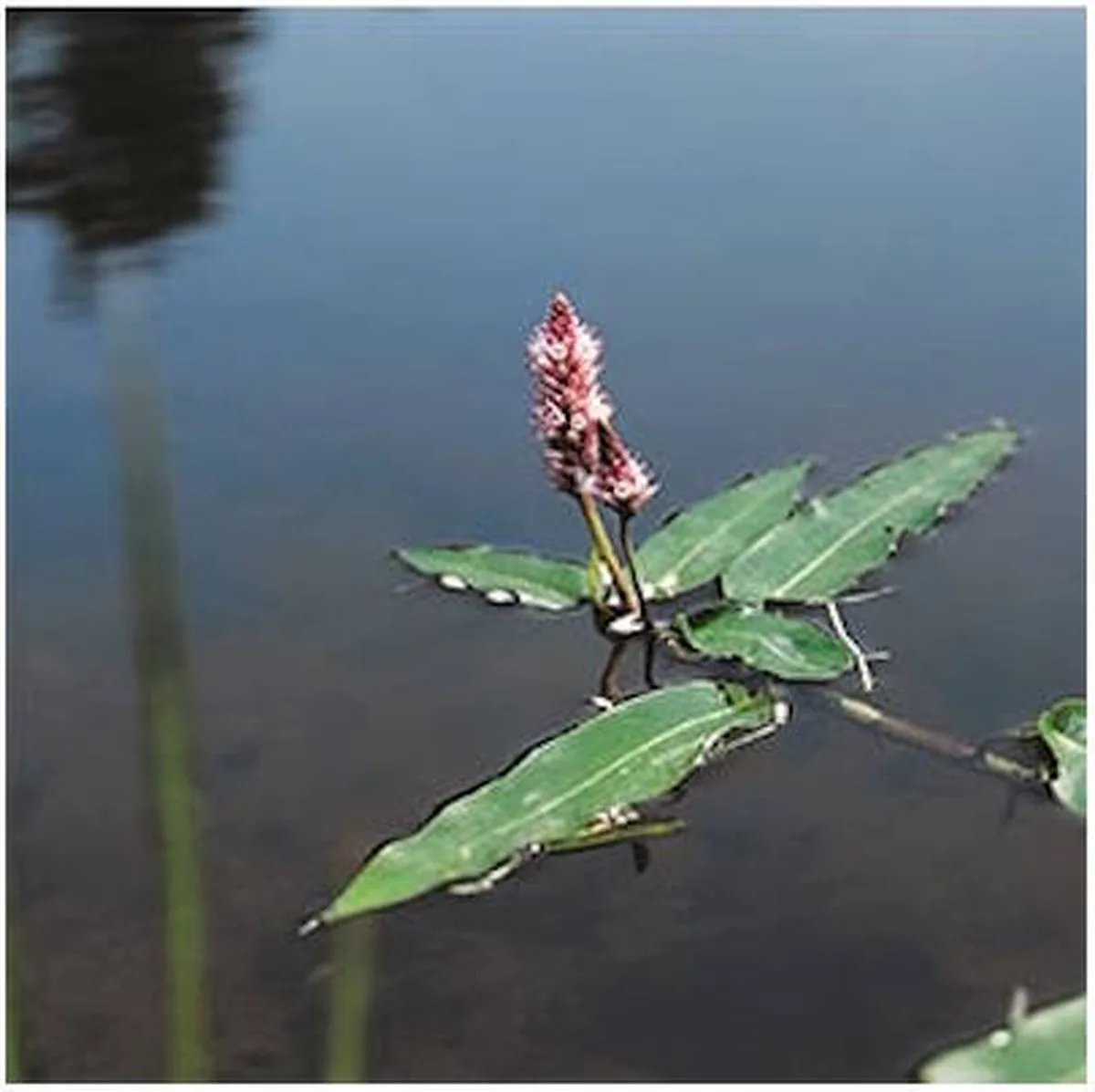 Polygonum Amphibium | Veenwortel | In 18CM Mand Kant en Klaar by Moerings in Green – product photo