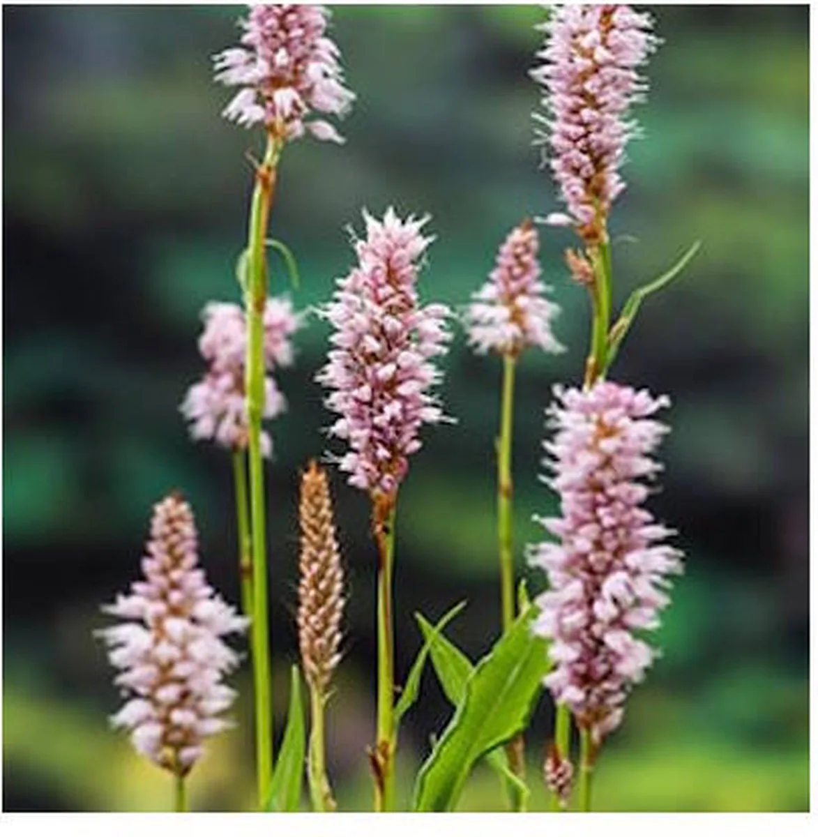 Polygonum Bistorta | Adderwortel | In 9CM pot by Moerings in Pink – product photo