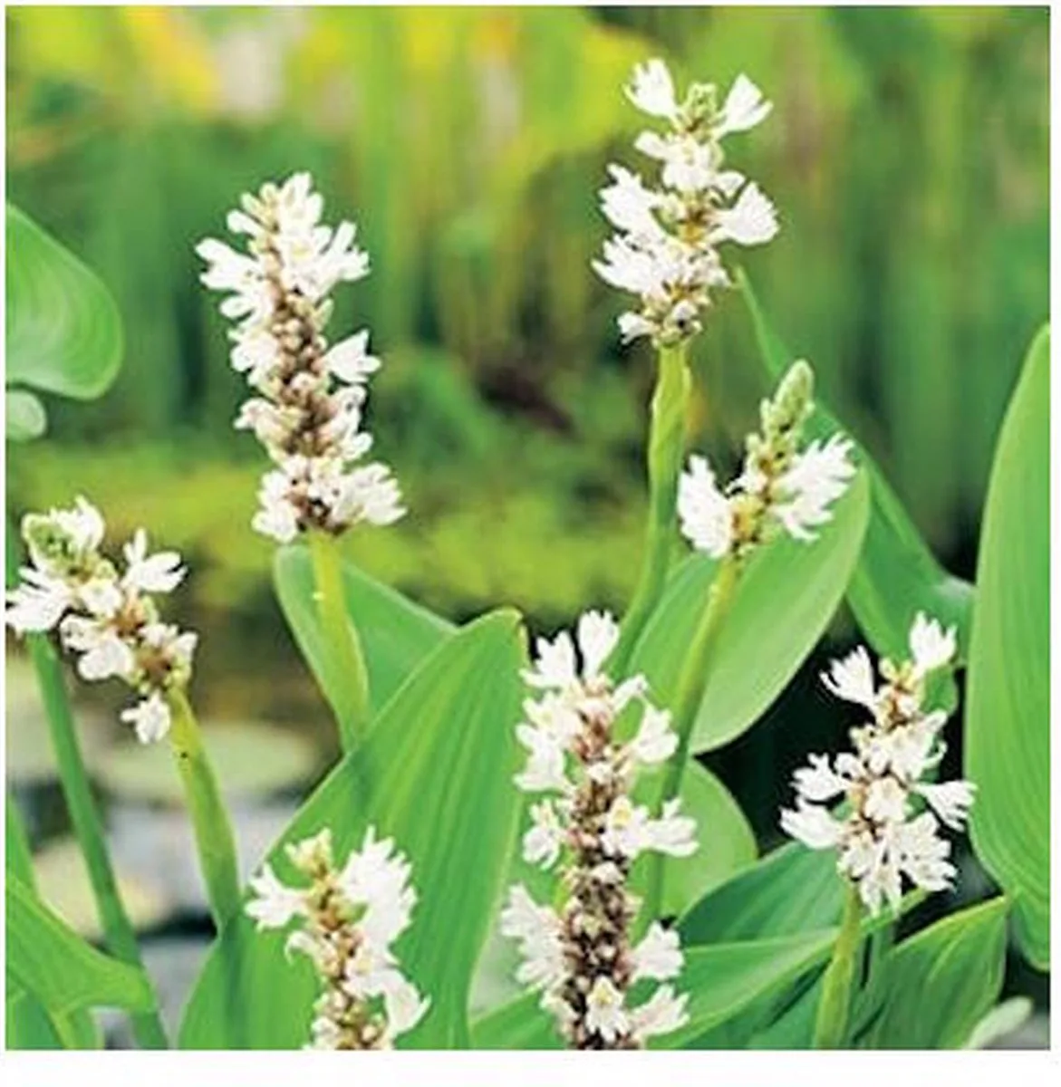 Pontederia Cordata Alba | Snoekkruid | In 18CM Mand Kant en Klaar by Moerings in White – product photo