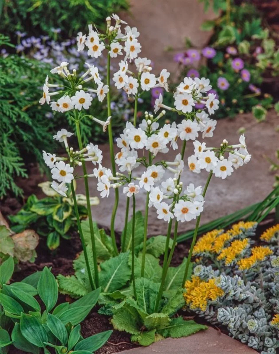 Primula japonica Alba | Japanse Sleutelbloem |In 9CM pot fra Moerings – produktbillede