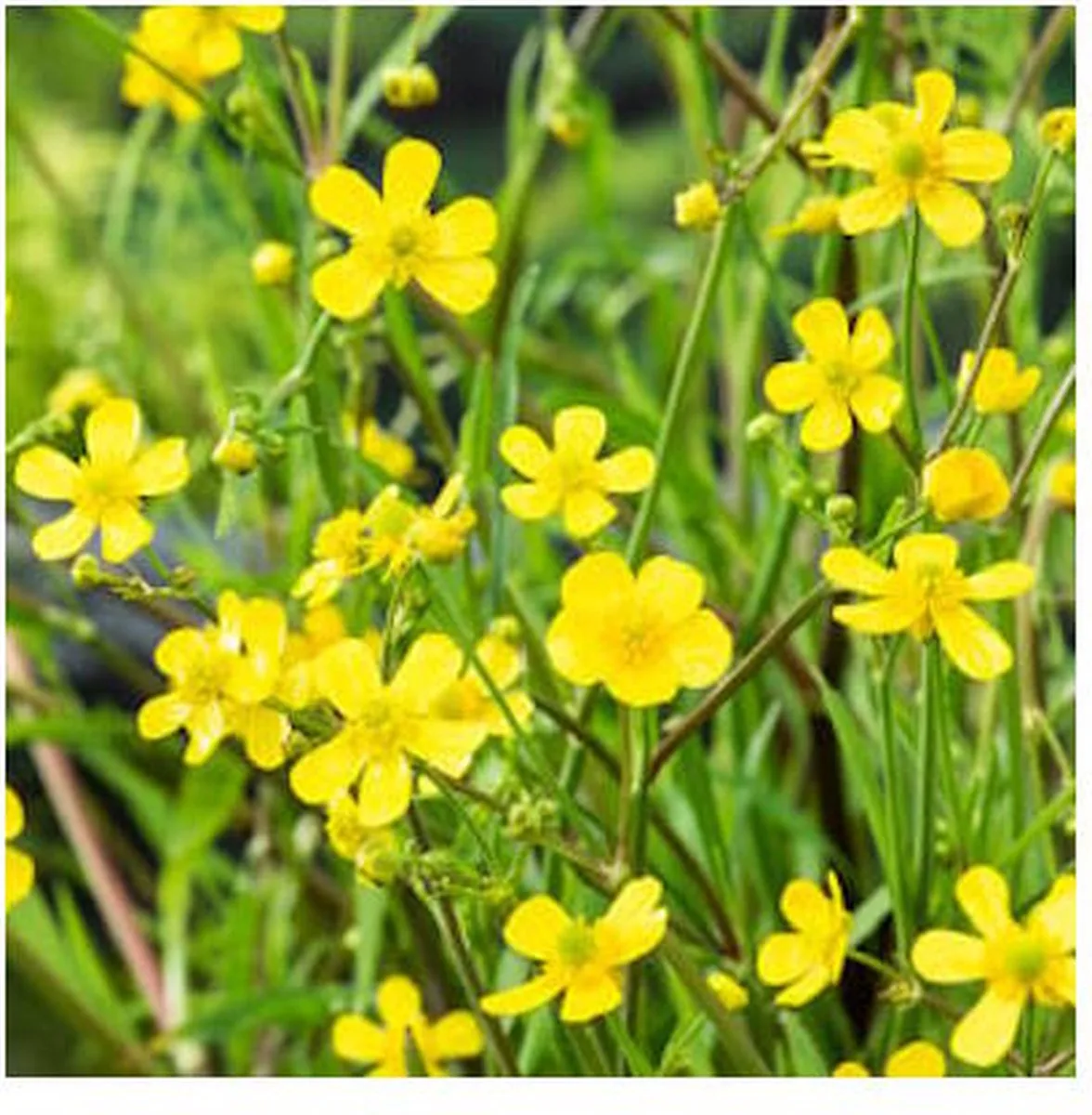 Ranunculus Flammula | Egelsboterbloem | In 18CM Mand Kant en Klaar de Moerings en Jaune – photo produit