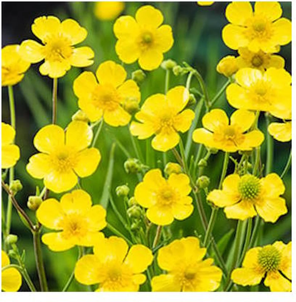 Ranunculus Lingua | Grote Boterbloem | In 9CM pot de Moerings en Jaune – photo produit