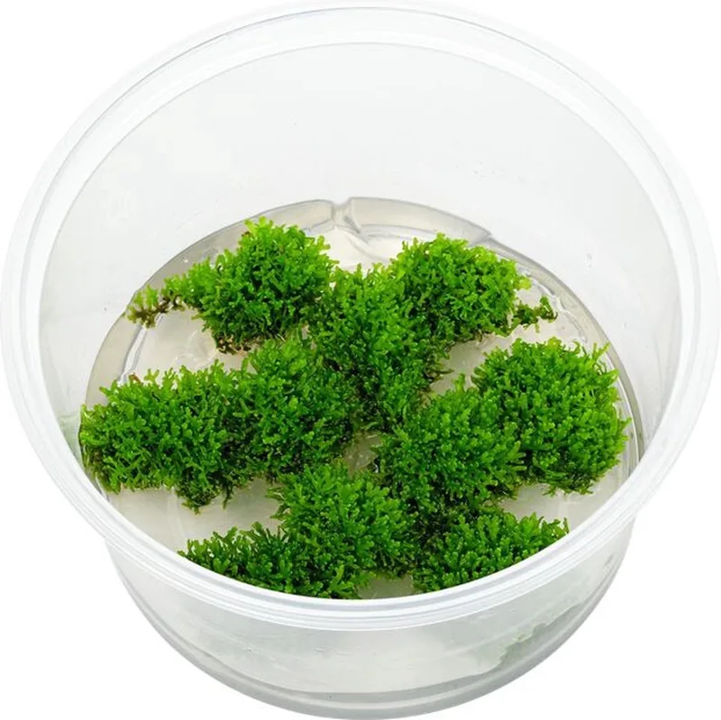 Riccardia Chamedryfolia Koraal mos - Cup 80 cc - Aquarium mos - Aquariumplant - Aquarium decoratie von Moerings in Grün – Produktfoto