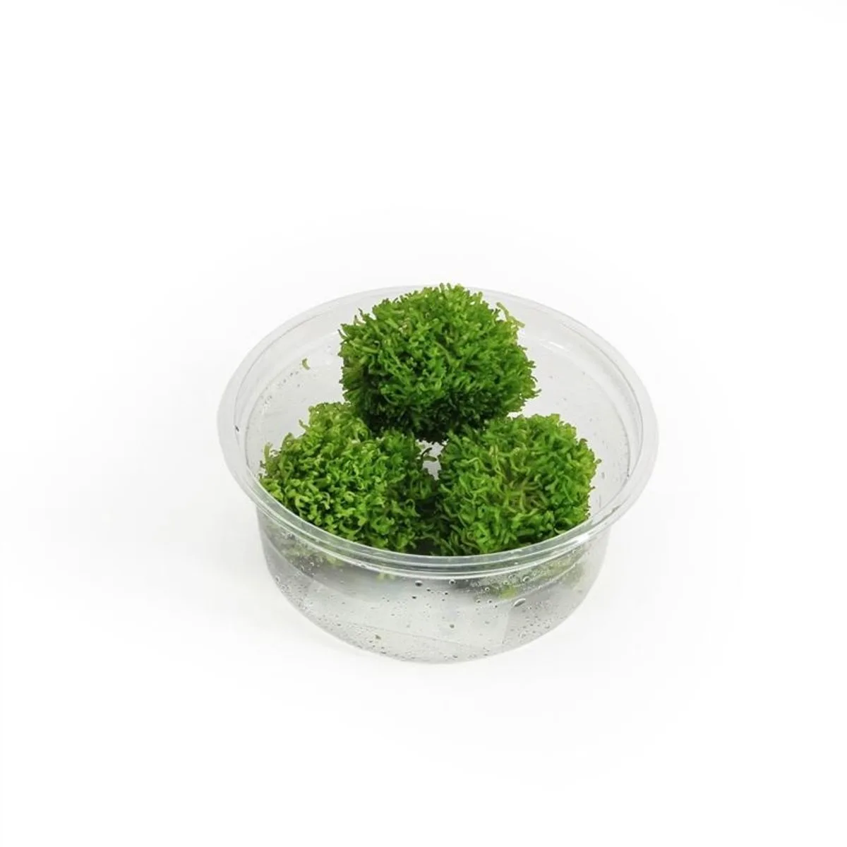 Riccia fluitans mos | Levermos | in 80CC vitro cup Waterplant by Moerings in Green – product photo