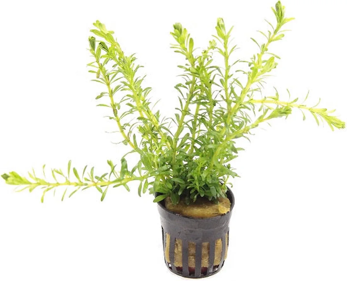 Rotala Bossii in 5 cm pot från Moerings – produktbild