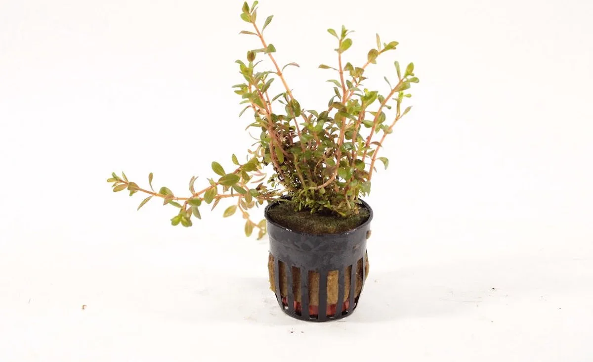 Rotala Colorata in 5 cm pot de Moerings – photo produit