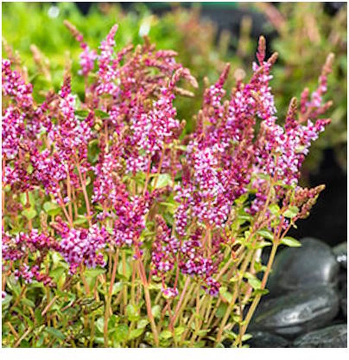 Rotala Indica | Rotala | In 11x11CM Mand van Moerings in Groen – productfoto