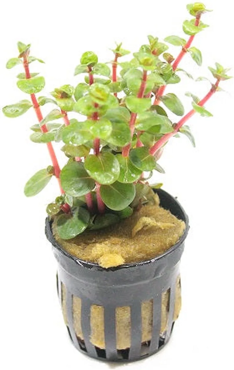 Rotala Orange Juice | Ronde Rotala | in 5 cm pot van Moerings in Oranje – productfoto