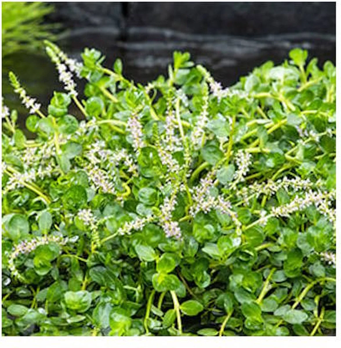 Rotala Rotundifolia Green | Groene Rotala | In 11x11CM Mand van Moerings in Groen – productfoto