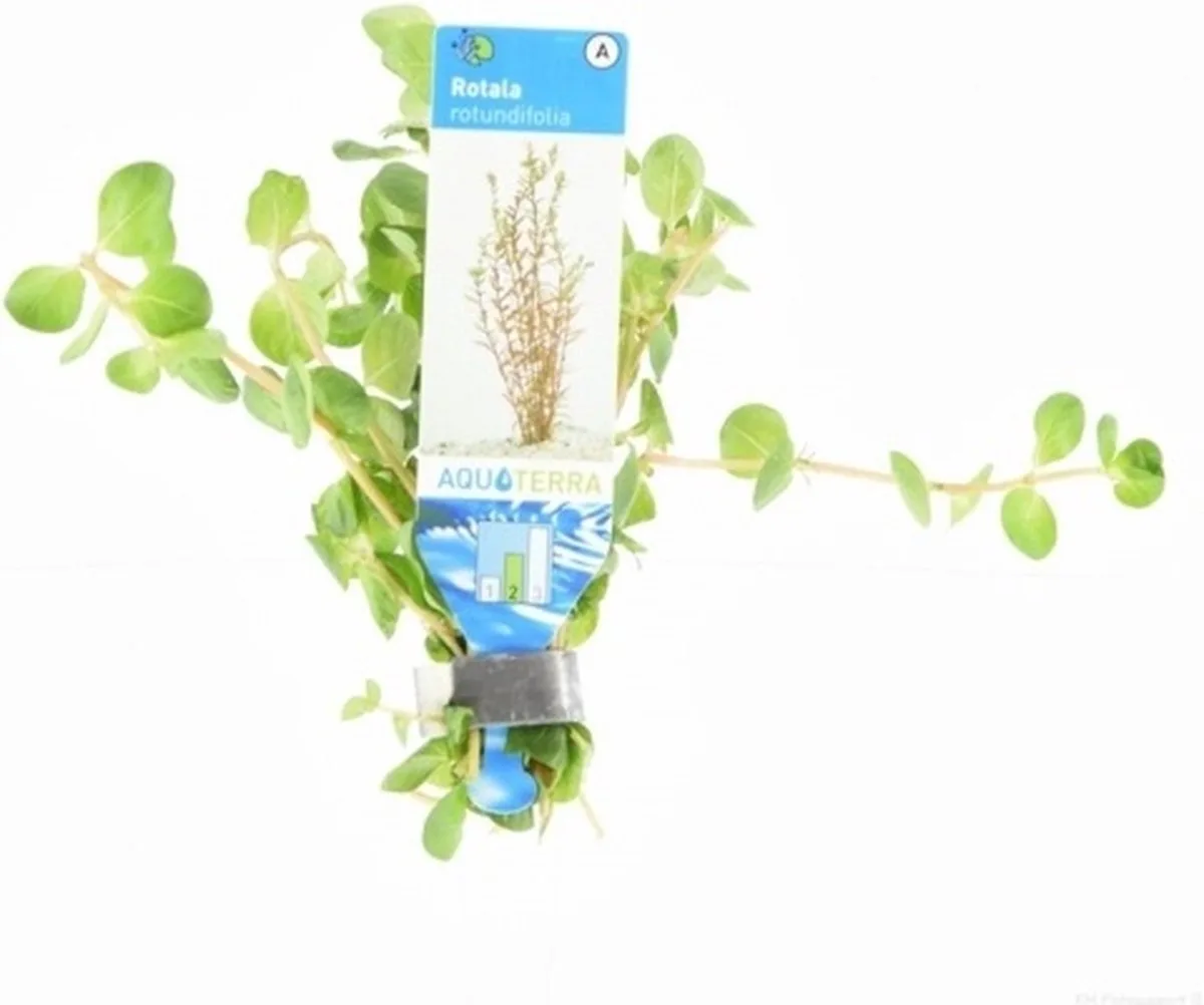 Rotala Rotundifolia | Ronde Rotala | in bos met loodje Waterplant van Moerings in Groen – productfoto