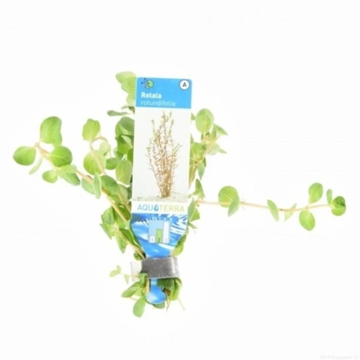 Rotala Rotundifolia | Ronde Rotala | in Terracotta Pot van Moerings in Rood – productfoto