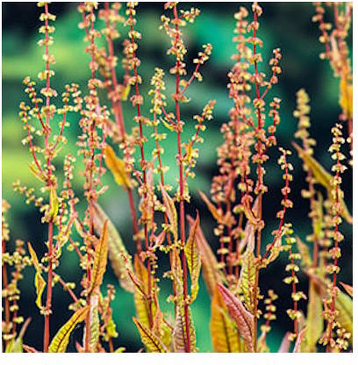 Rumex Sanguineus | Bonte waterzuring | In 18CM Mand Kant en Klaar de Moerings en Rouge – photo produit