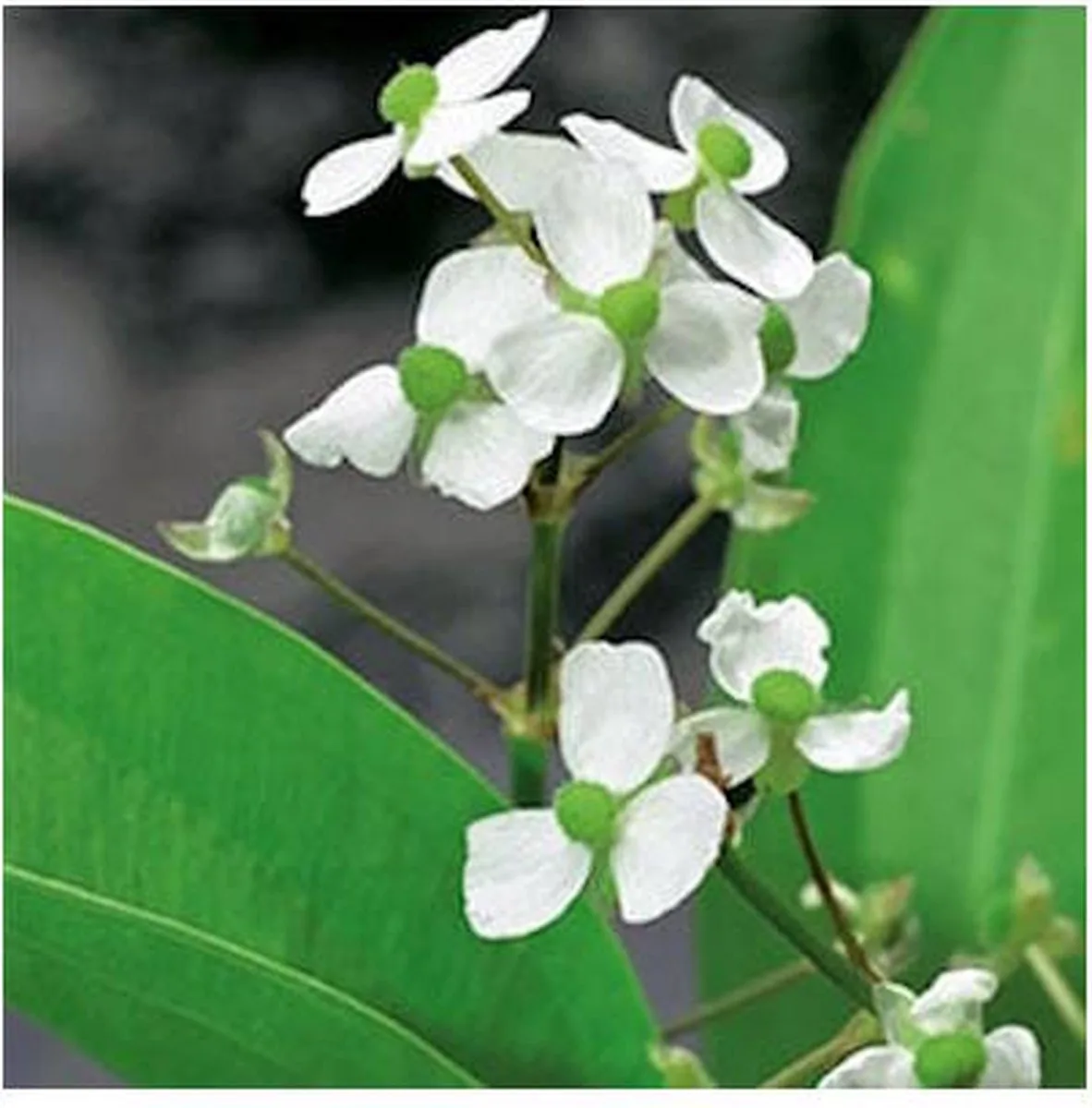 Sagittaria Graminea | Pijlkruid | In 18CM Mand Kant en Klaar by Moerings in Green – product photo