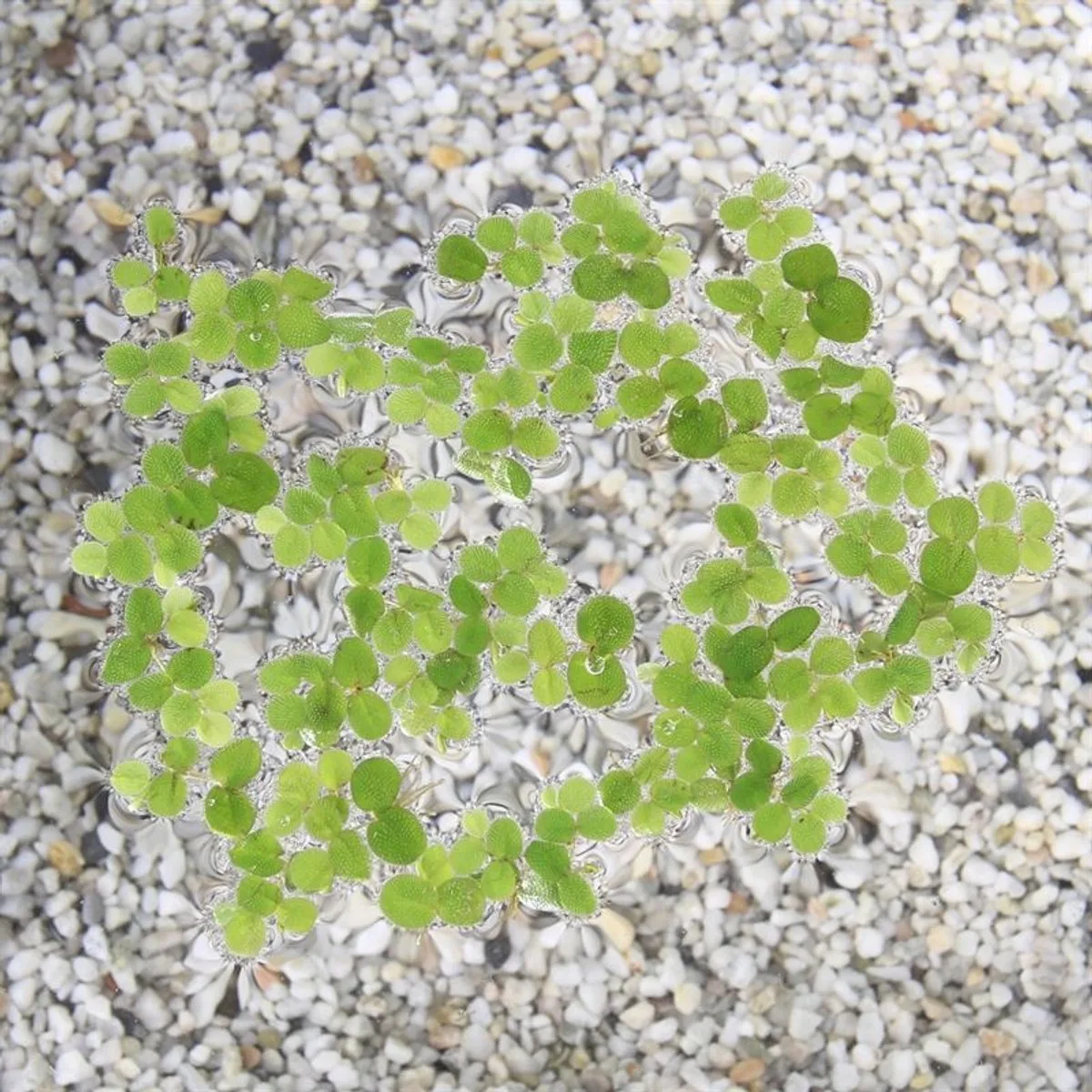 Salvinia Minima | Op Schaal 750cc från Moerings i Mörkgrön – produktbild
