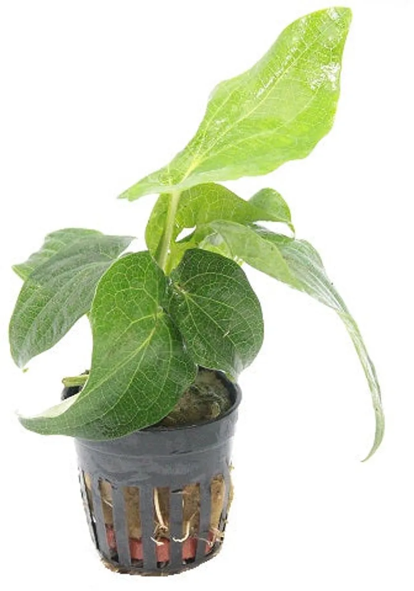 Saururus Cernuus | Leids Plantje | in 5 cm pot de Moerings en Vert – photo produit