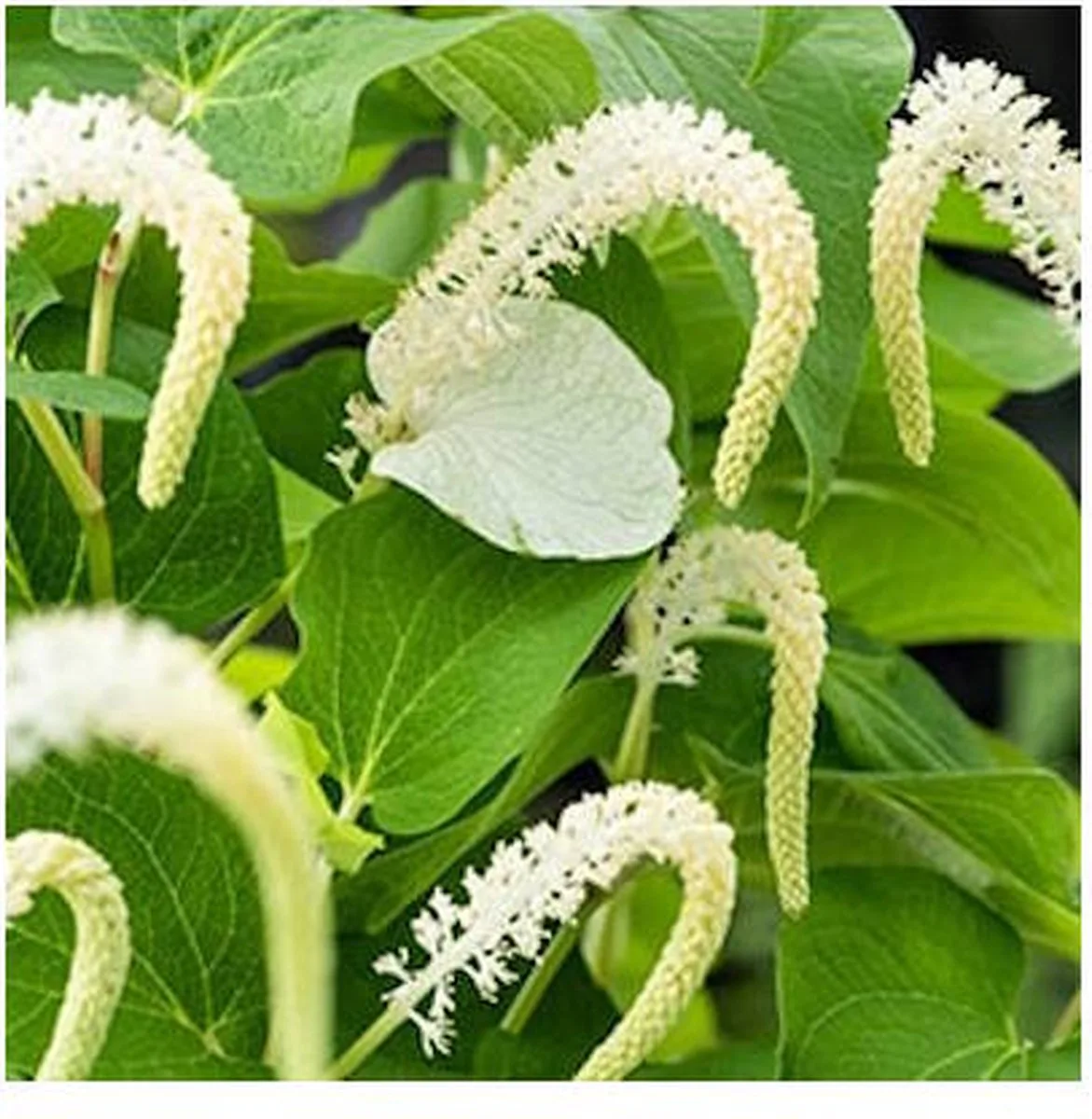Saururus Cernuus | Leidse plantje | In 9CM pot de Moerings en Vert – photo produit