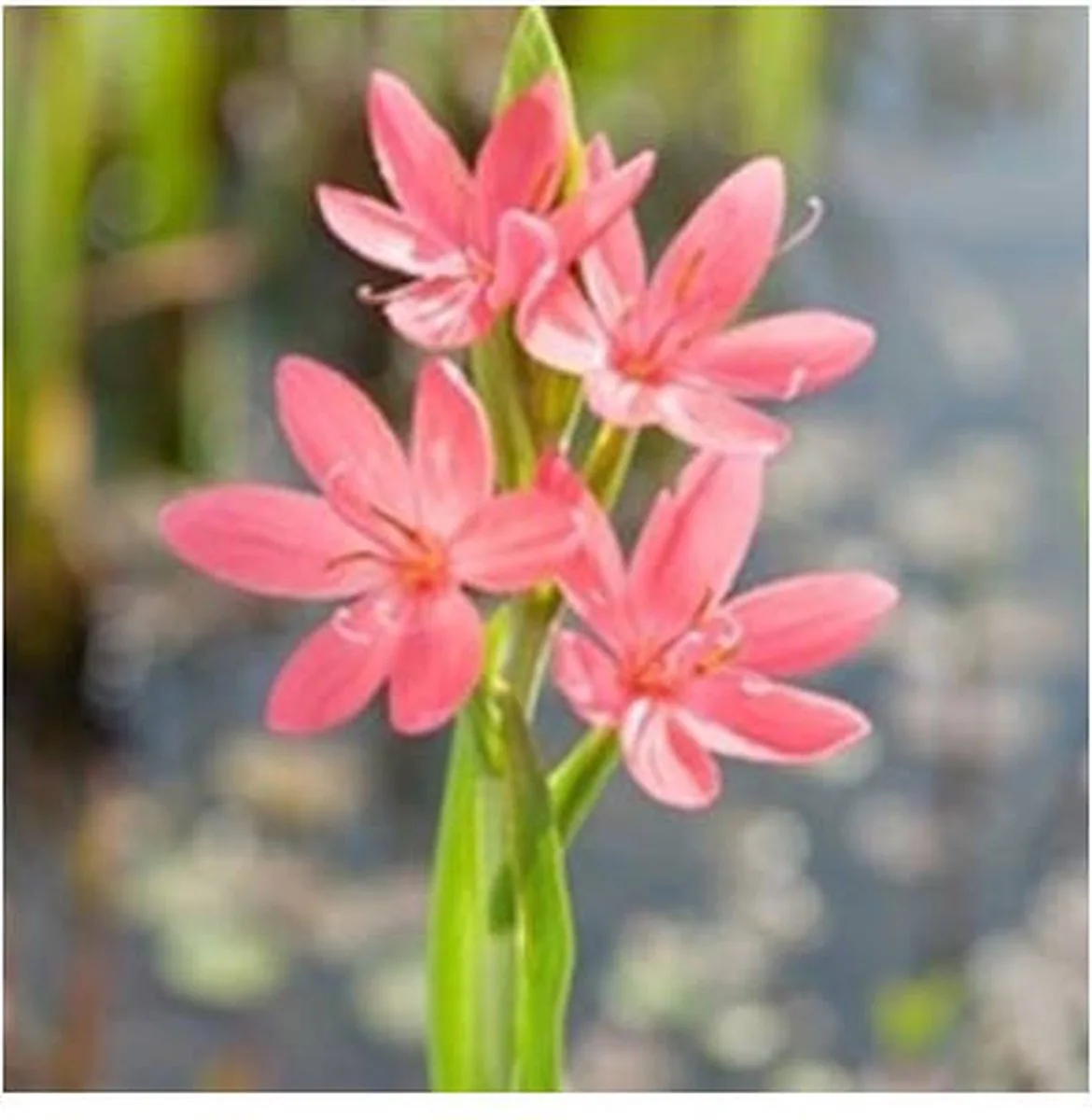 Schizostylis coc. Mrs.Hegarty | Moerasgladiool | In 9CM pot de Moerings en Rose – photo produit