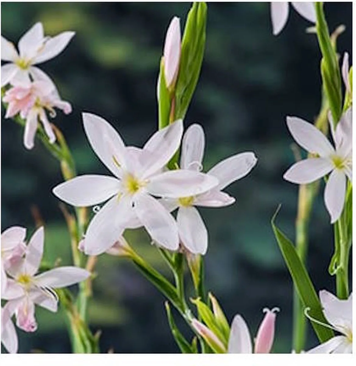 Schizostylis Coccinea Alba | Moerasgladiool | In 18CM Mand Kant en Klaar från Moerings i Vit – produktbild