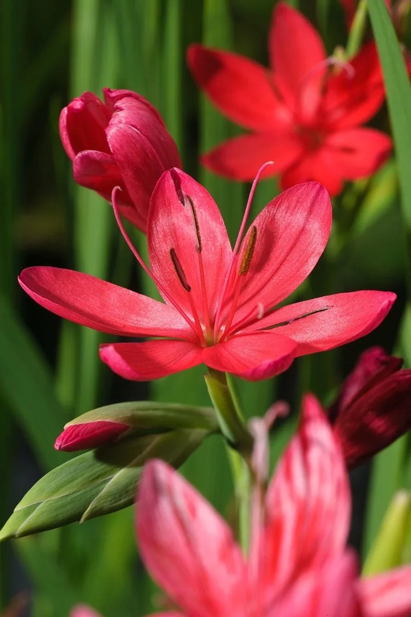 Schizostylis Coccinea Major | Moerasgladiool | In 18CM Mand Kant en Klaar de Moerings en Rouge – photo produit