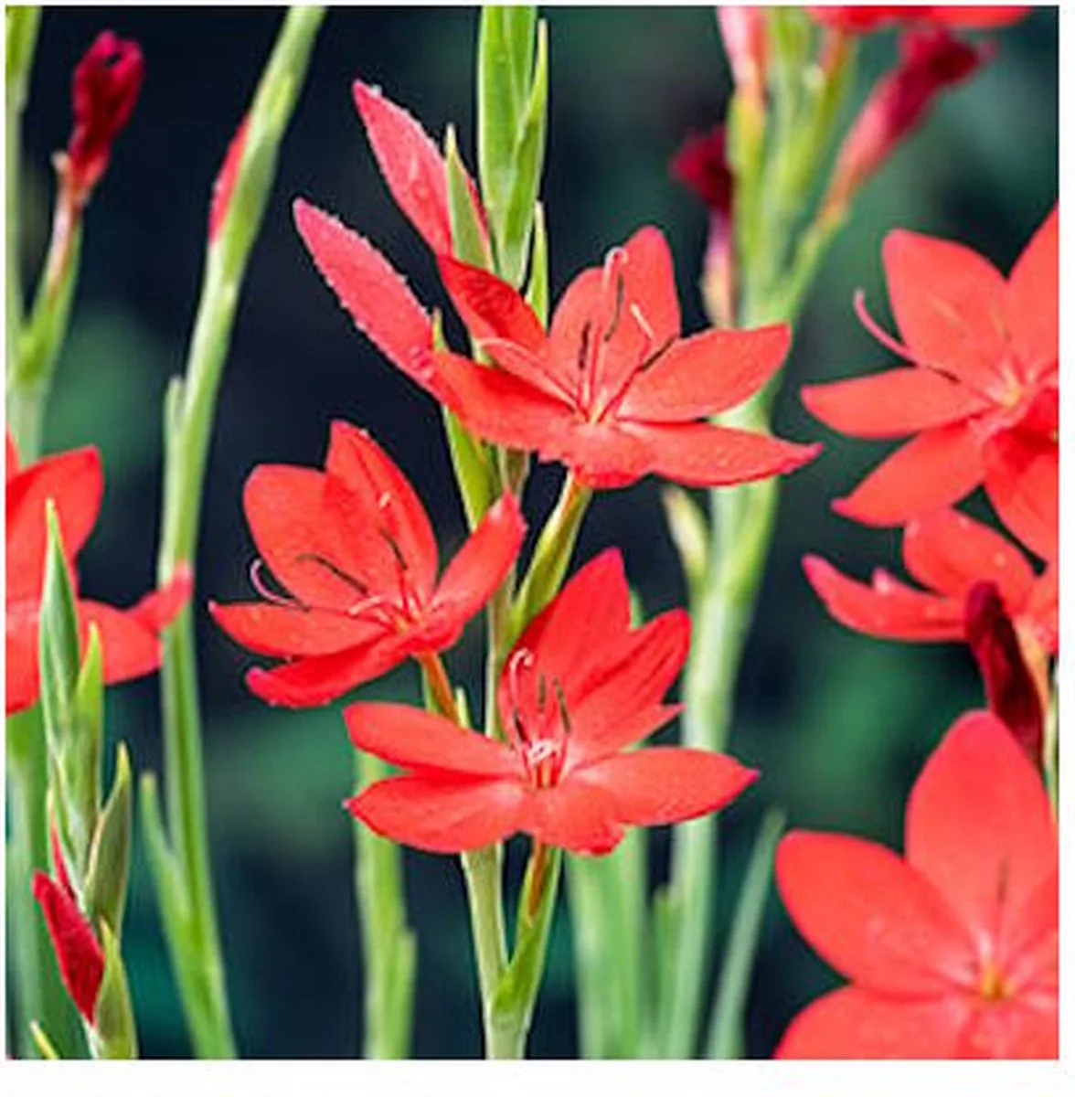 Schizostylis Coccinea | Moerasgladiool | In 9CM pot de Moerings en Rouge – photo produit