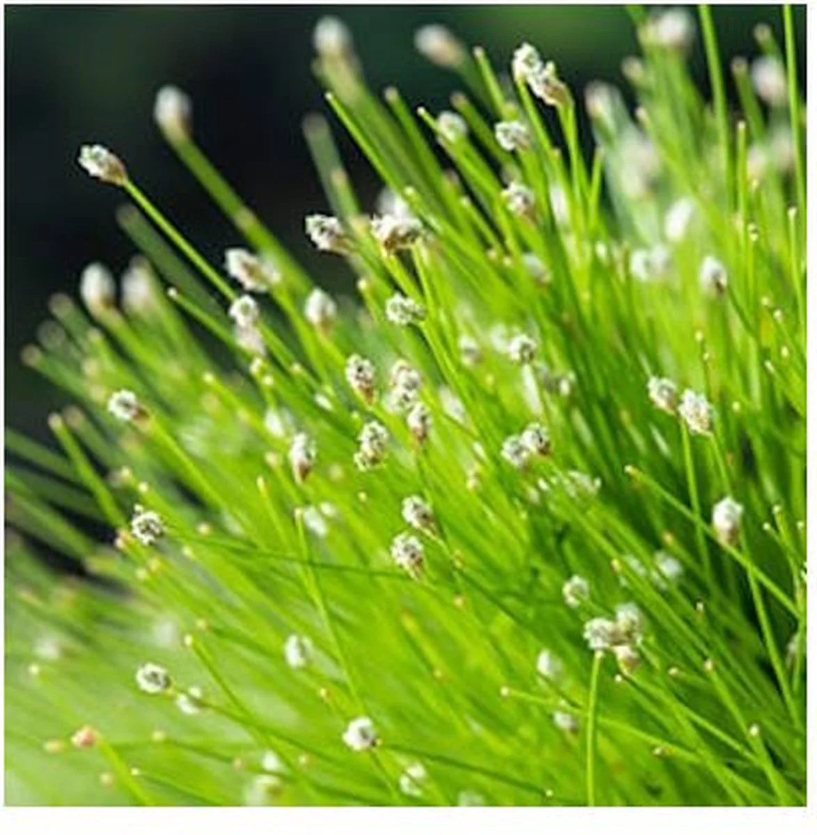Scirpus Cernuus | Naaldgras | In 18CM Mand de Moerings en Vert – photo produit