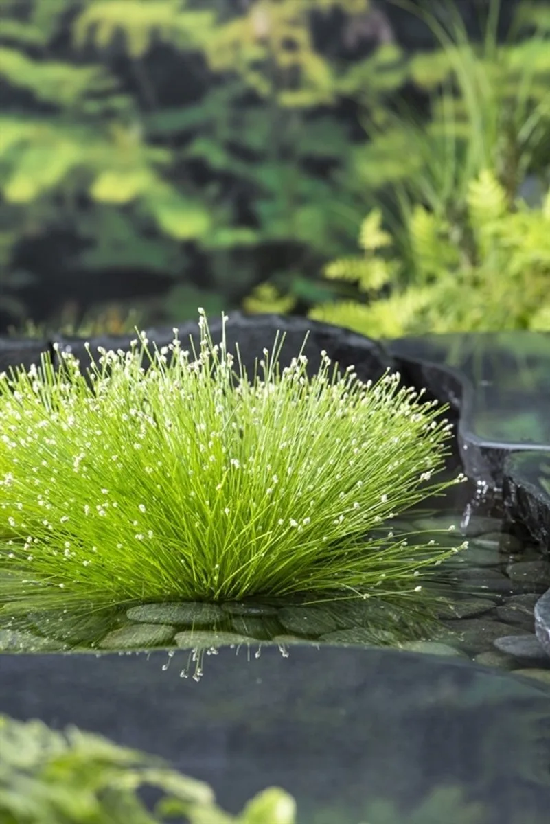 Scirpus Cernuus | Naaldgras | In 25cm mand de Moerings en Vert – photo produit