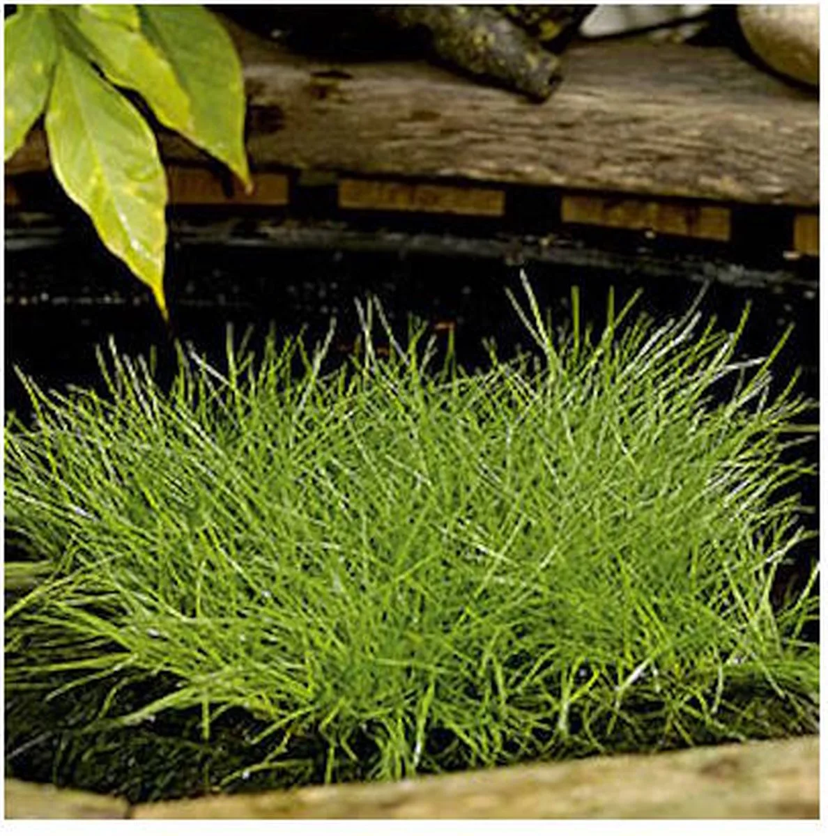 Scirpus Isolepsis | Naaldgras | In 18CM Mand de Moerings en Vert – photo produit