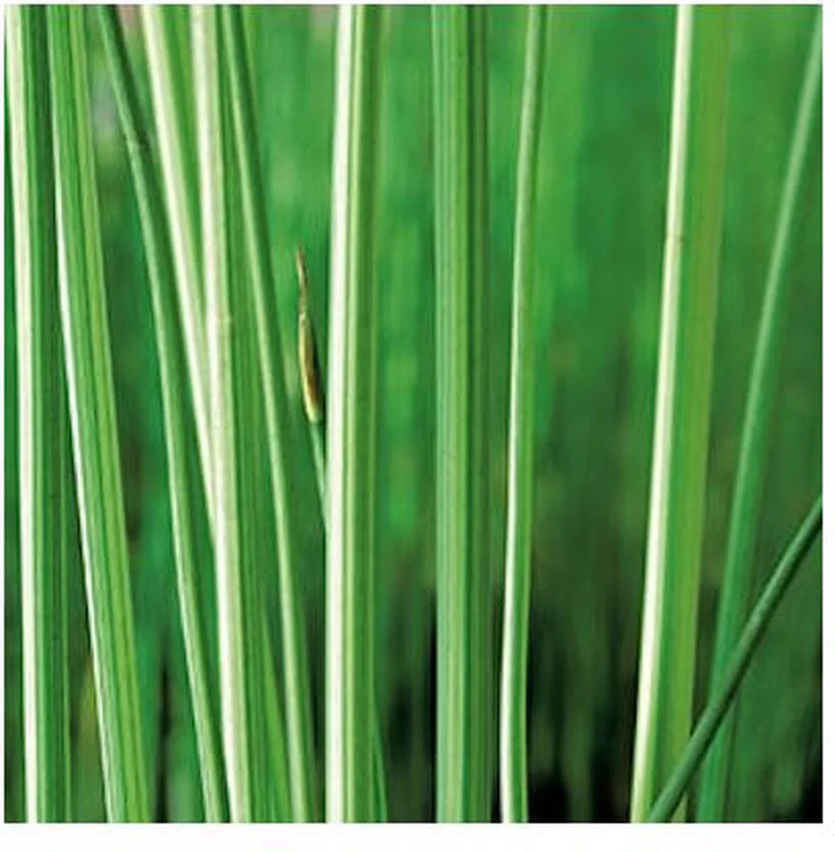 Scirpus Lacustris | Mattenbies | In 18CM Mand Kant en Klaar de Moerings en Marron – photo produit