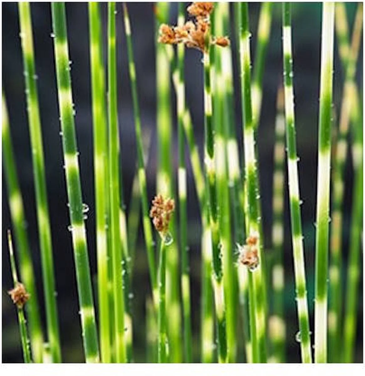 Scirpus Tabermont Zebrinus | Bonte Bies | In 18CM Mand Kant en Klaar de Moerings en Vert – photo produit