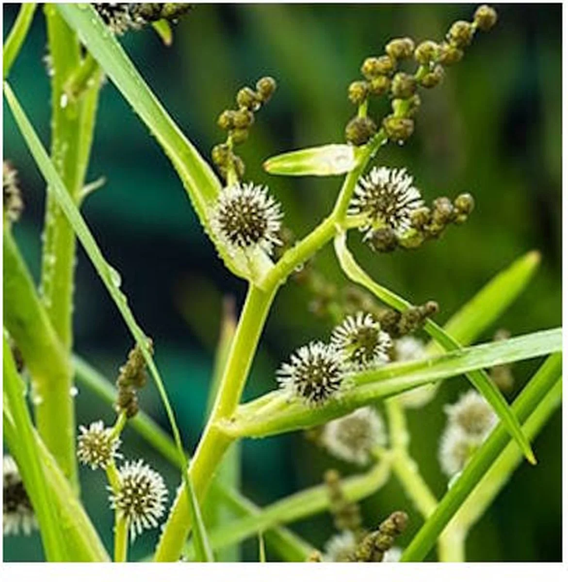 Sparganium Erectum | Grote Egelskop | In 18CM Mand Kant en Klaar van Moerings in Groen – productfoto