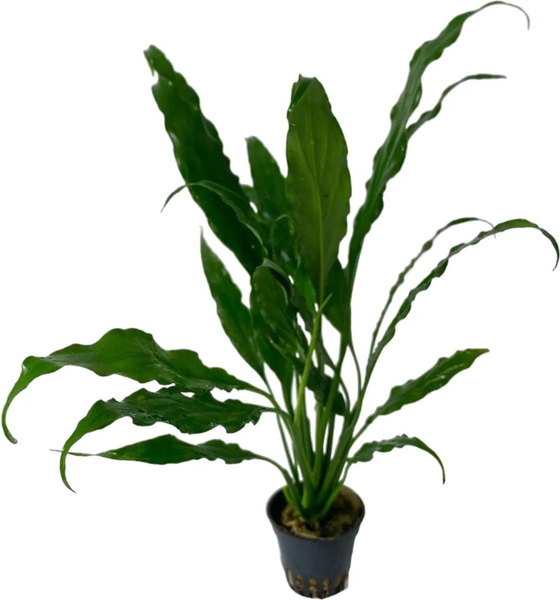 Spathiphyllum | Vredeslelie | in 5 cm pot van Moerings in Rood – productfoto