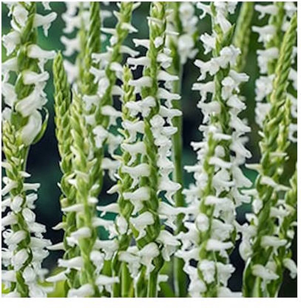 Spiranthes Cernua Chadds Ford | Schroeforchis | In 9CM pot från Moerings i Vit – produktbild