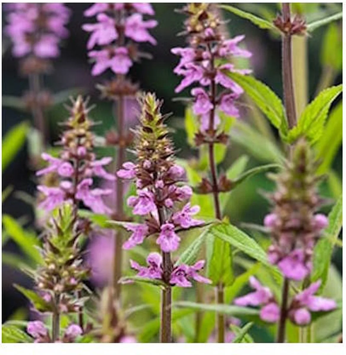 Stachys Palustris | Moerasandoorn | In 9CM pot de Moerings en Rose – photo produit