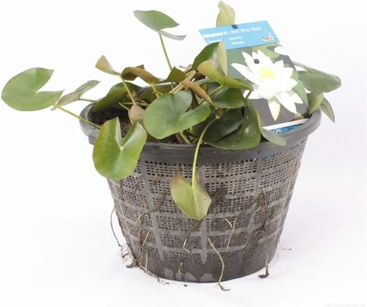 Standaard Witte Waterlelie | In 40CM mand de Moerings en Blanc – photo produit