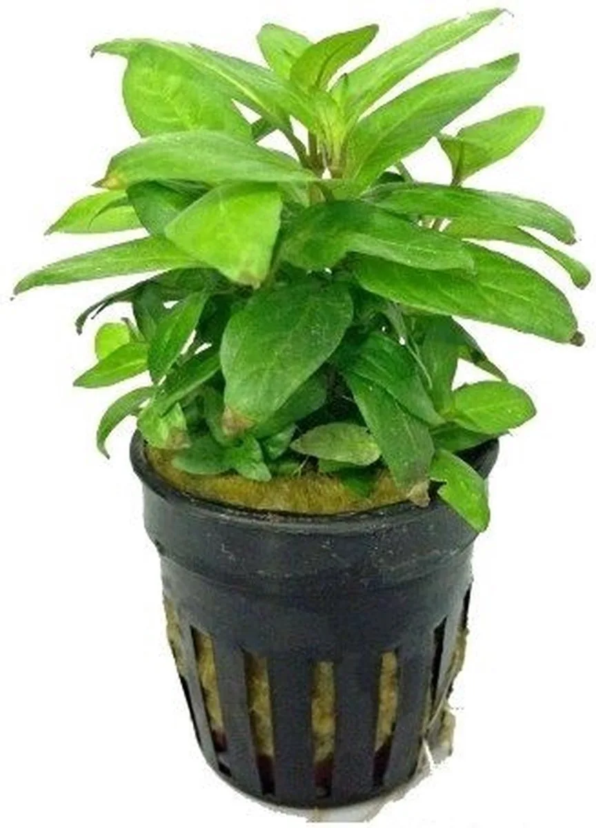 Stauroqyne Rubescens in 5 cm pot från Moerings – produktbild