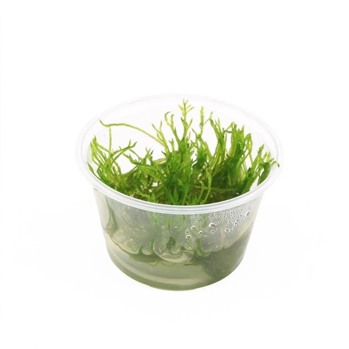 Taxiphyllum Spiky mos | In 100CC vitro cup Waterplant van Moerings in Groen – productfoto