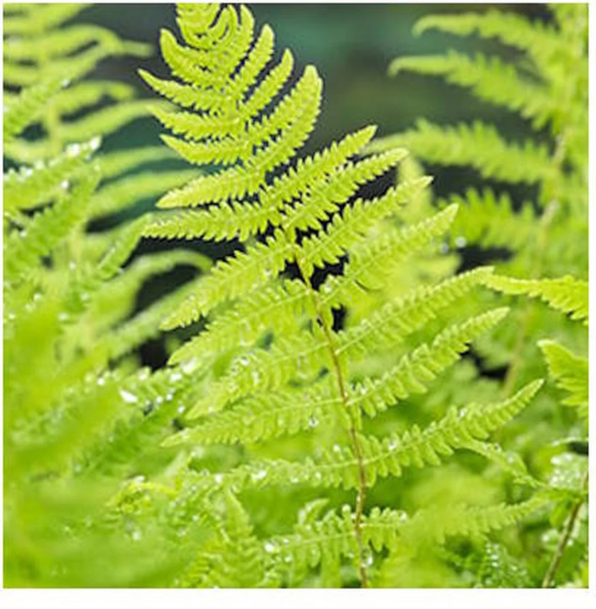 Thelypteris Palustris | Moerasvaren | In 9CM pot de Moerings en Vert – photo produit