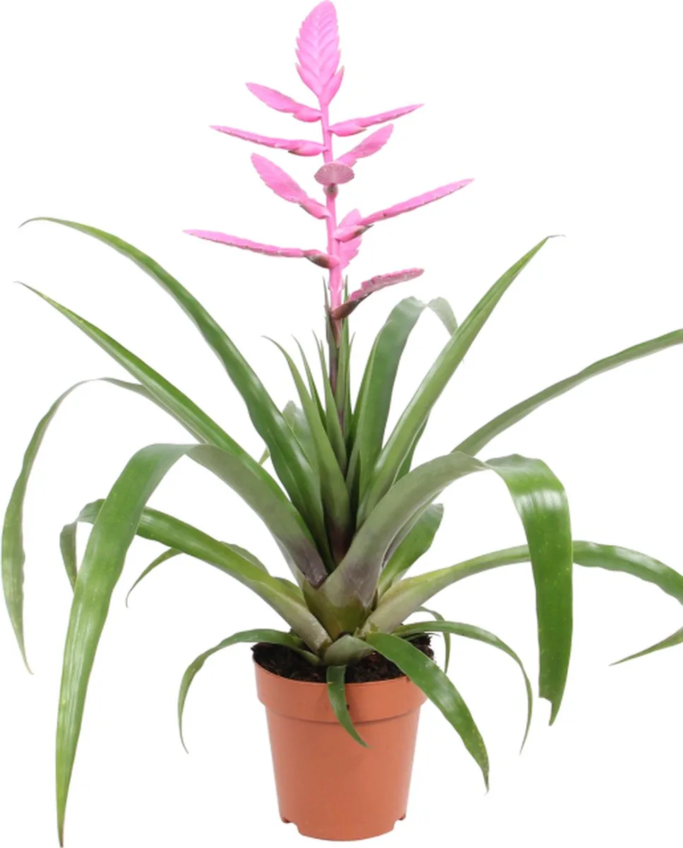 Tillandisa Bromelia in 5 cm pot von Moerings in Rosa – Produktfoto