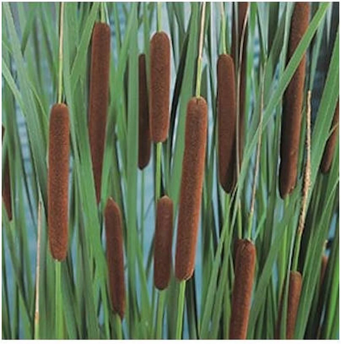 Typha Angustifolia | Kleine Lisdodde | In 9CM pot de Moerings en Marron – photo produit