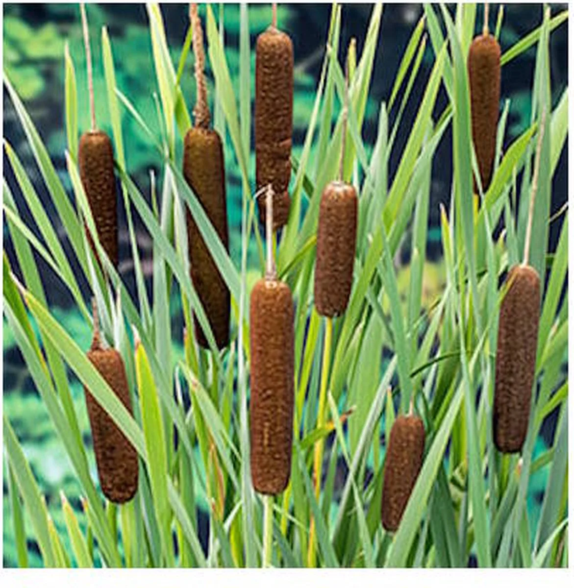 Typha Latifolia | Grote Lisdodde | In 18CM Mand Kant en Klaar de Moerings en Vert – photo produit