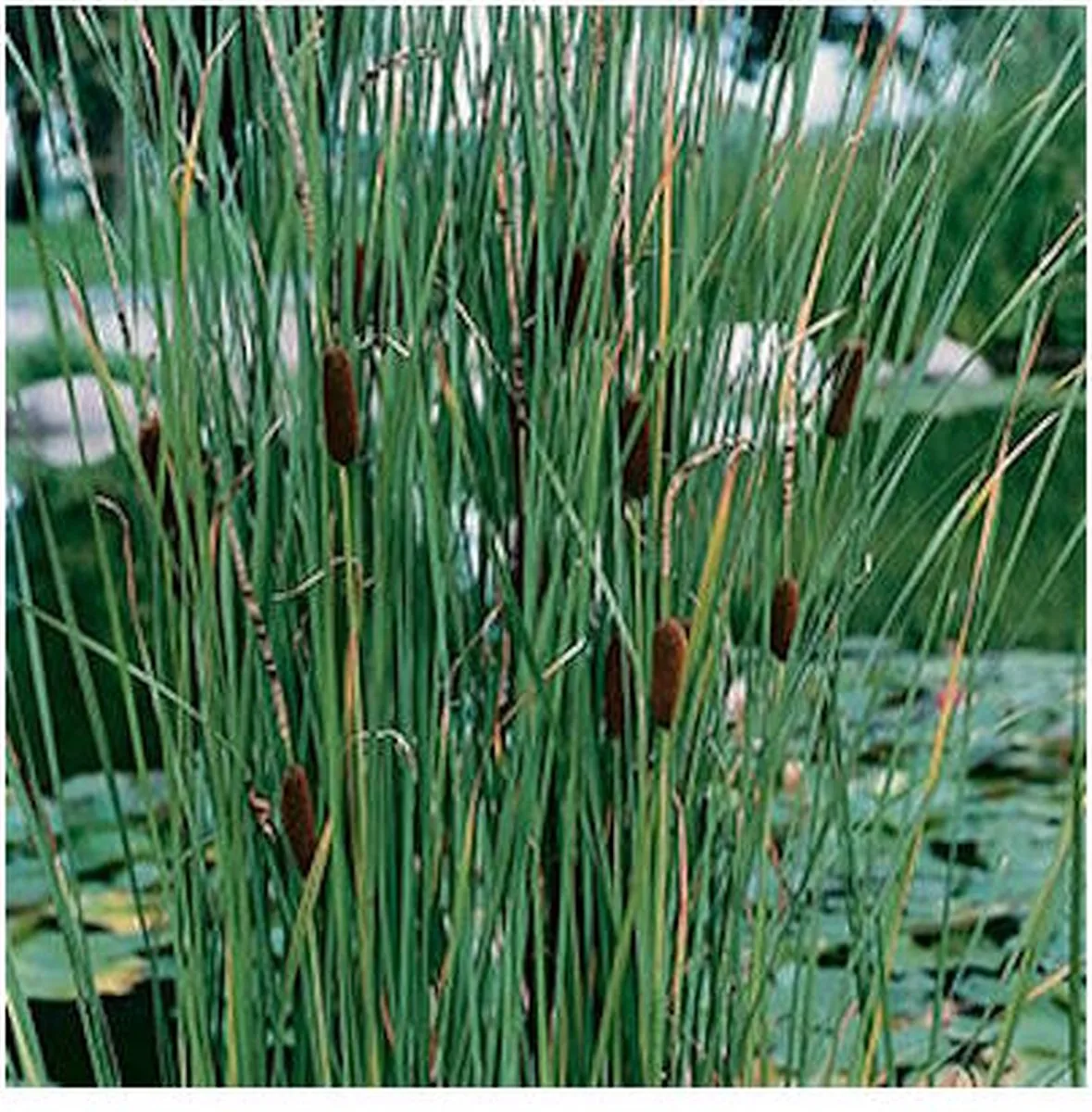 Typha Laxmannii | Lisdodde | In 9CM pot van Moerings in Bruin – productfoto