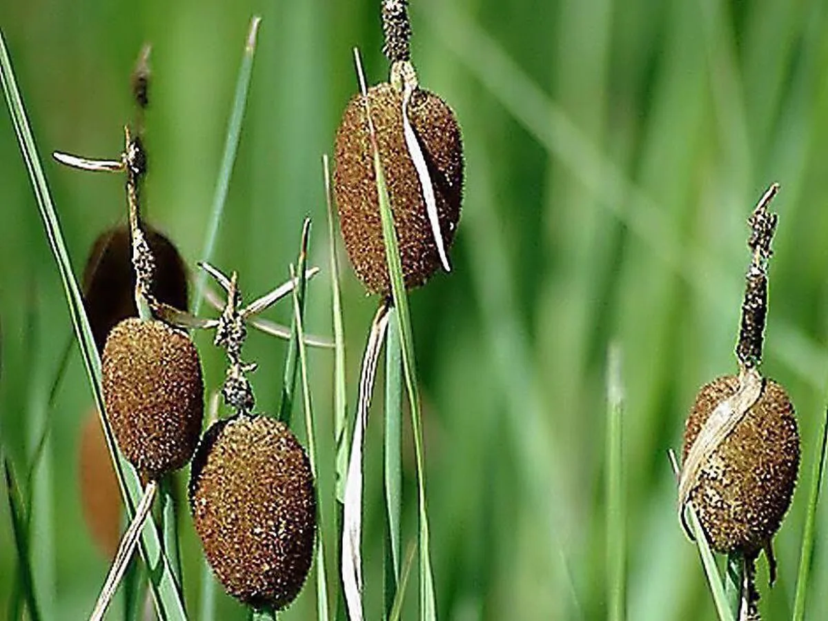 Typha Minima | Dwerglisdodde | In 9CM pot van Moerings in Groen met bruine sigaar – productfoto