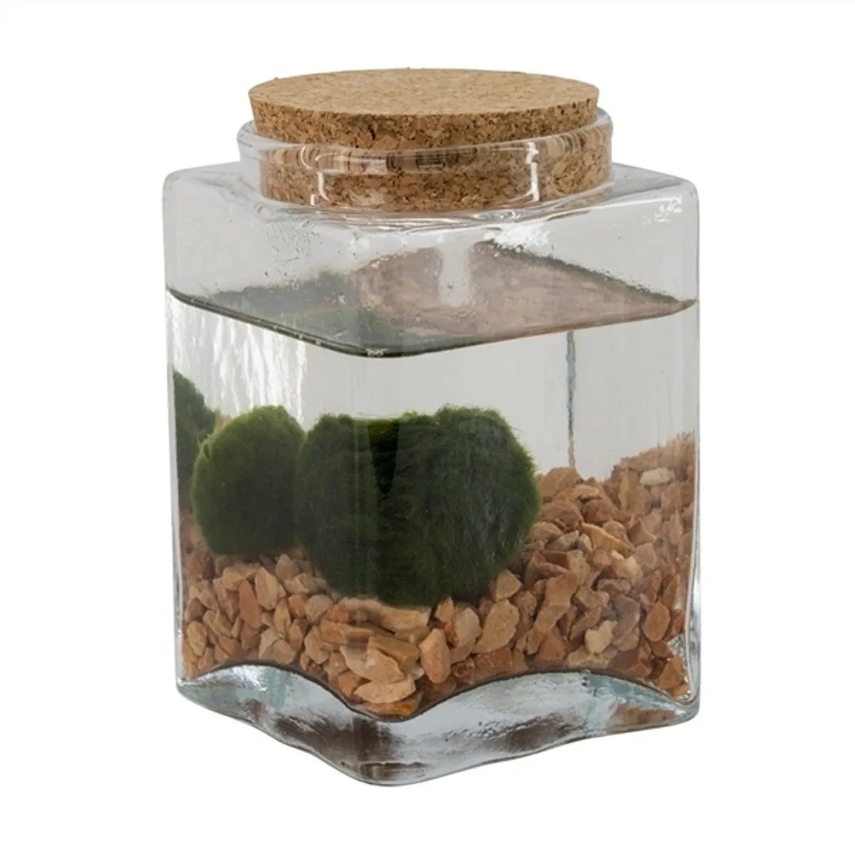 Vaas Met 2 Bollen Chladophlora de Moerings en Transparent – photo produit
